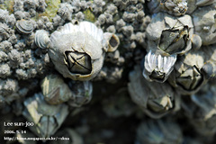 Fistulobalanus albicostatus