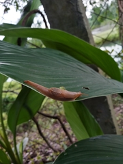 Helicarionidae