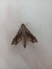 Eupanacra
