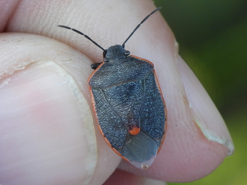 Photo of Conchuela Bug (Chlorochroa ligata)