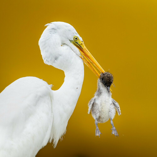 Grande Aigrette
