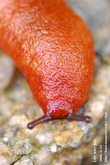 Meghimatium hongdoensis