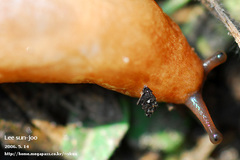 Meghimatium hongdoensis