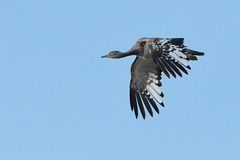 Denham's Bustard photo 3