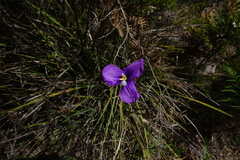Patersonia occidentalis occidentalis