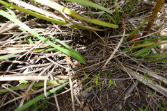 Patersonia occidentalis occidentalis