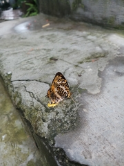 Symbrenthia niphanda