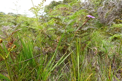 Patersonia occidentalis occidentalis
