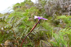 Patersonia occidentalis occidentalis