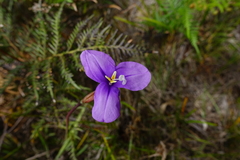 Patersonia occidentalis occidentalis