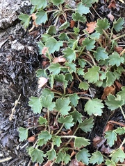 Heuchera hirsutissima