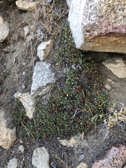 Heuchera hirsutissima