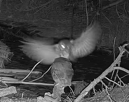 Eastern Screech-Owl photographed in Nebraska