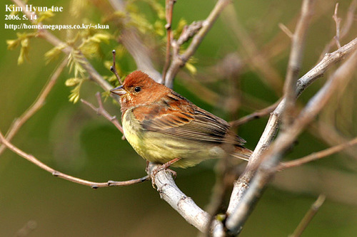 Chestnut Bunting (Emberiza rutila), photo 10