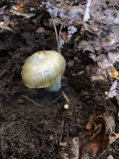 Tricholoma floridanum