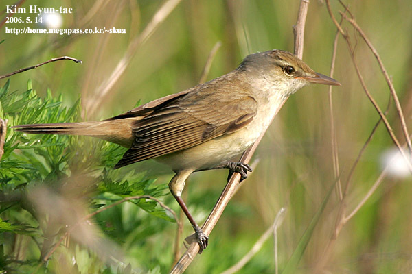 Oriental Reed Warbler (Acrocephalus orientalis)