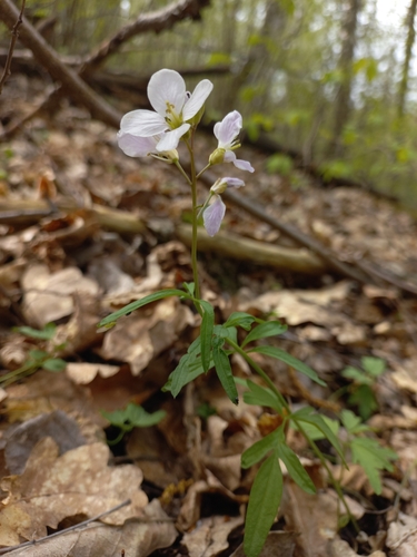 Cardamine trifida iNat (3)