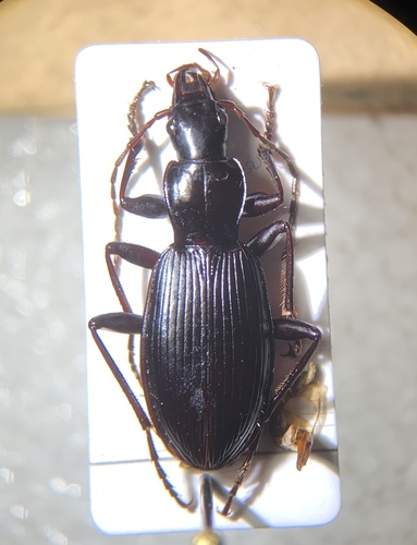 Laemostenus latialis