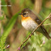 Mugimaki Flycatcher - Photo (c) Kim, Hyun-tae, some rights reserved (CC BY), uploaded by Kim, Hyun-tae