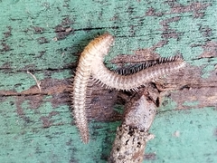 Cleidogonidae