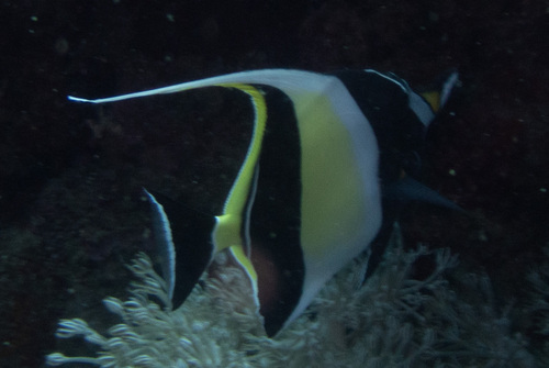 Moorish Idol