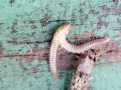 Cleidogonidae