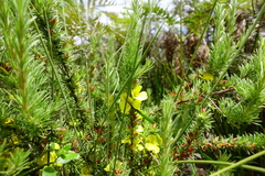 Hibbertia prostrata