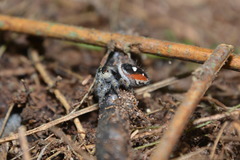 Phidippus californicus