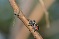 Phidippus californicus