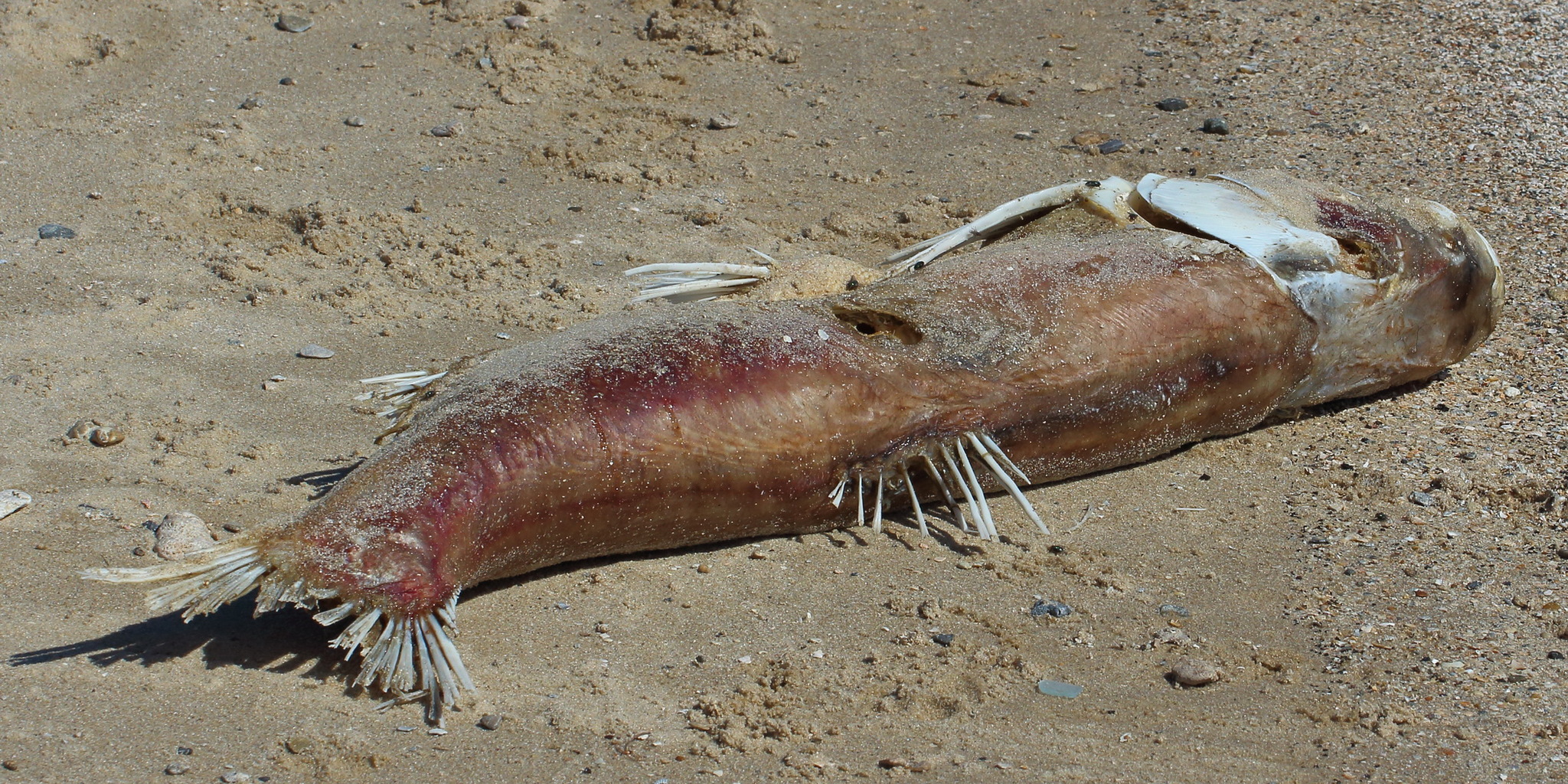 Пёстрый Толстолоб (Hypophthalmichthys nobilis)