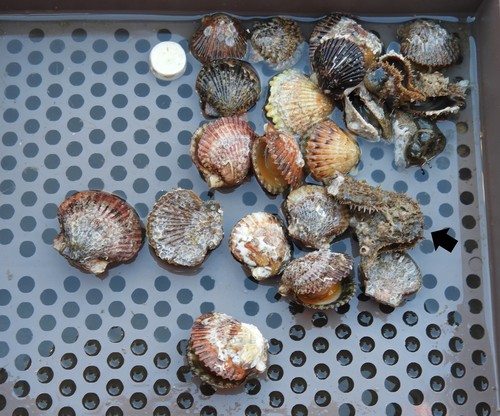Pacific Wing Oyster