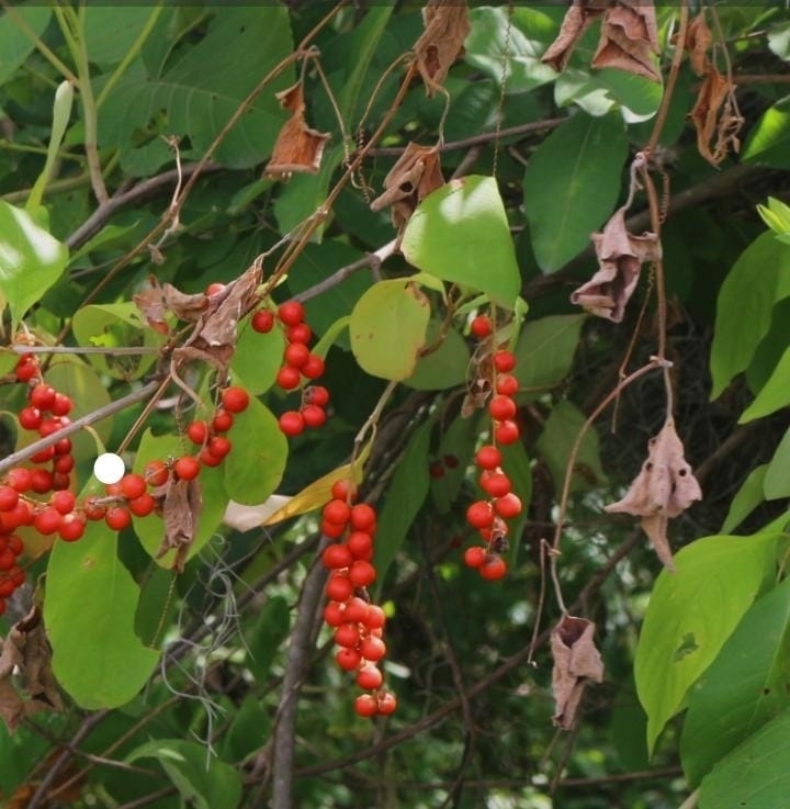 Citharexylum quitense