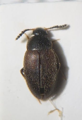 Catops subfuscus