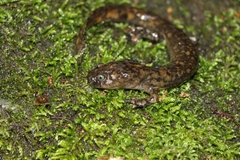 Wushan Salamander photo 1