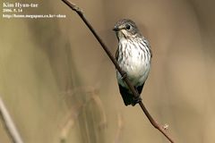 Gray-Streaked Flycatcher photo 2