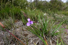 Patersonia occidentalis occidentalis