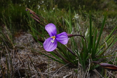 Patersonia occidentalis occidentalis