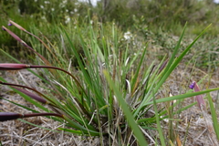 Patersonia occidentalis occidentalis