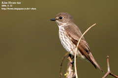 Gray-Streaked Flycatcher photo 3