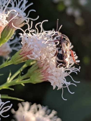 Compact Cellophane-Cuckoo photo 2