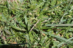 Pterophorus innotatalis