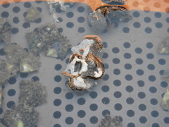 Pteria sterna