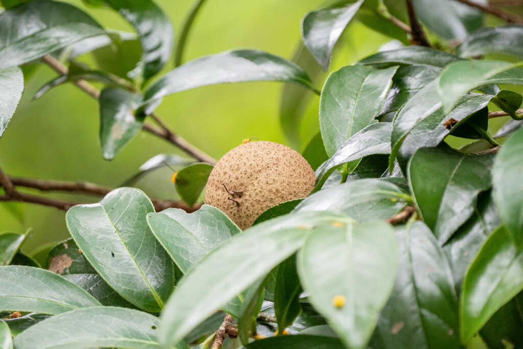 Camellia crapnelliana; photograph (c) Andrew Lai, some rights reserved (CC BY)