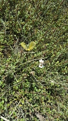 Samolus repens repens