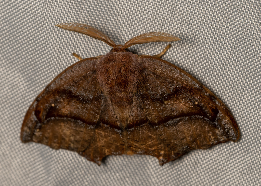 Neoreta purpureofascia