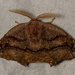 Neoreta purpureofascia - Photo (c) Paul Dickson, osa oikeuksista pidätetään (CC BY-NC), lähettänyt Paul Dickson