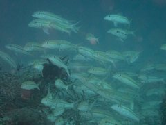 Yellowstripe Goatfish