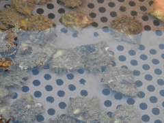 Pteria sterna
