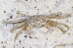 Atlantic Ghost Crab