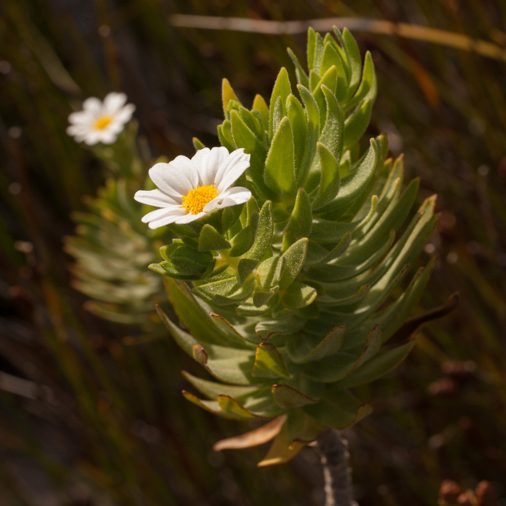 Swamp Daisies